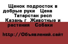 Щенок подросток в добрые руки › Цена ­ 100 - Татарстан респ., Казань г. Животные и растения » Собаки   